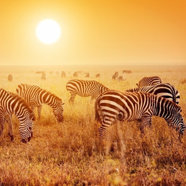 Following wildebeests - The Serengeti 