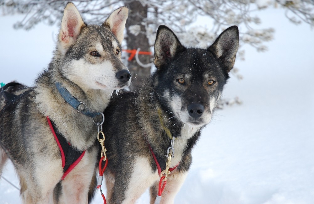  3 Night Lapland- Lapland Lullaby 2024 