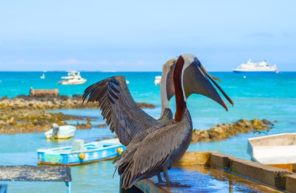  Best of Galapagos 