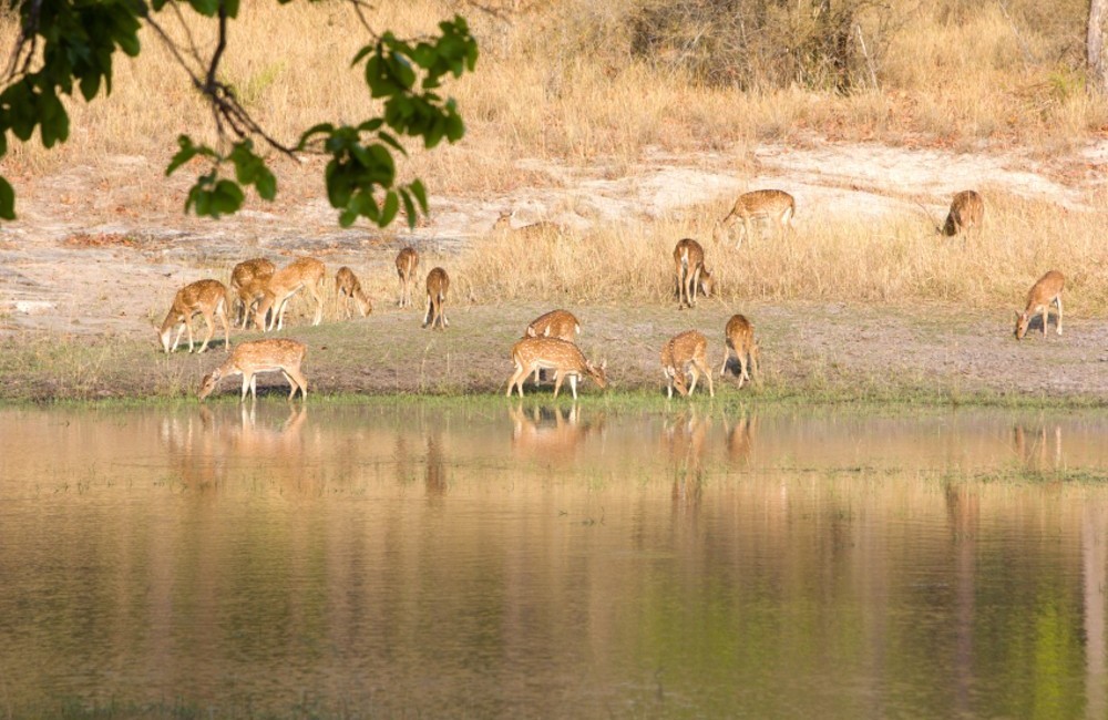  South Africa: Family Safari Package 