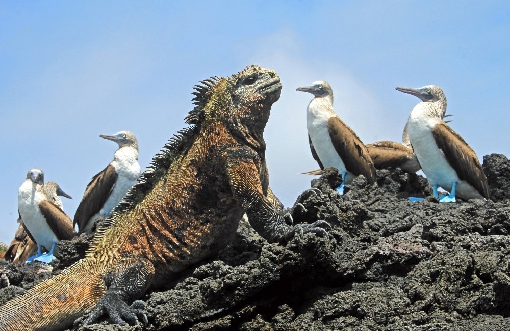  Galapagos Island Stay- Isabela Island 
