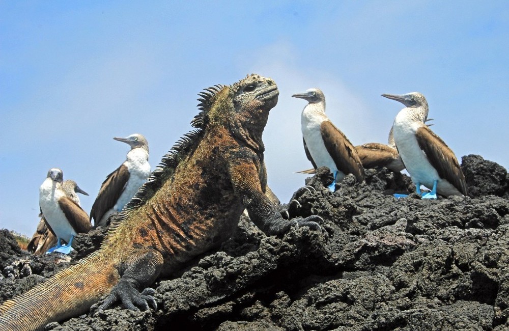  Galapagos Island Hopping- Santa Cruz and Santa Cristobal 