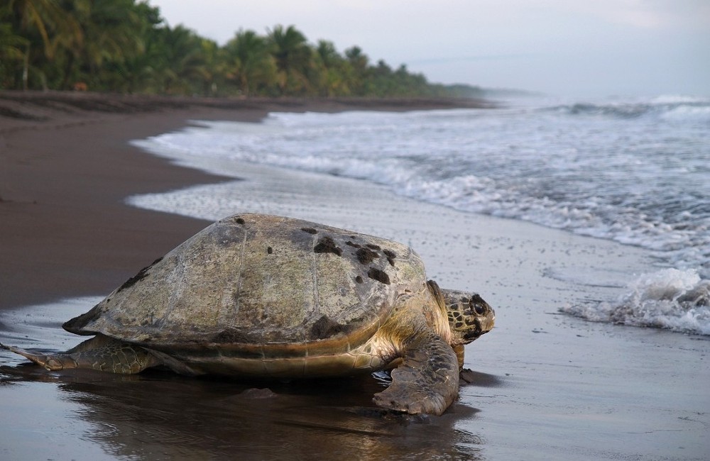  Costa Rica Tailormade Honeymoon 