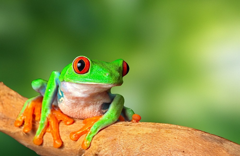  Costa Rica: Coastlines & Cloud Forests for 18-30s 