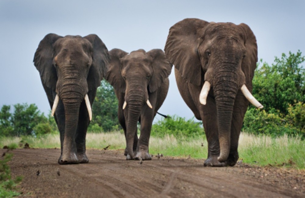  South Africa: Cape, Safari & Falls 