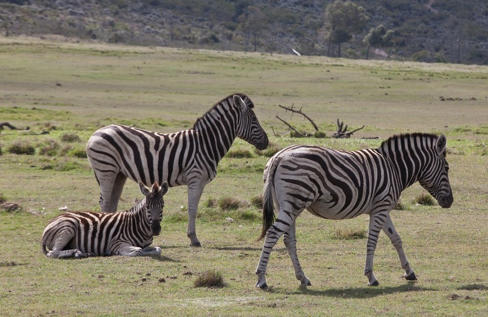  Southern Africa: Bush Camps & Wildlife Spotting for 18-30s 