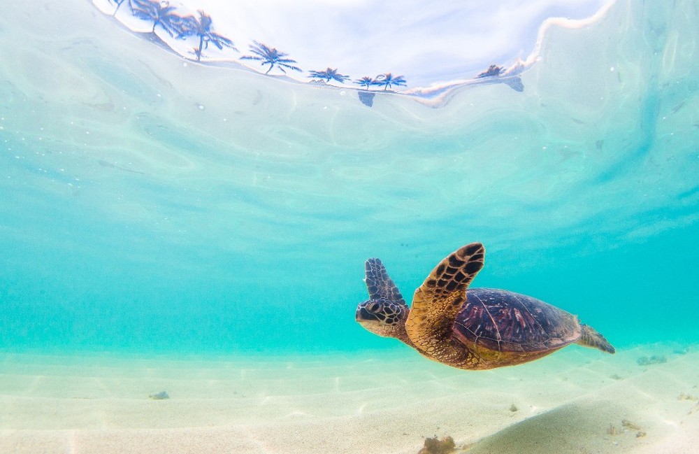 10 Night Hawaii Cruise from Vancouver onboard Celebrity Edge