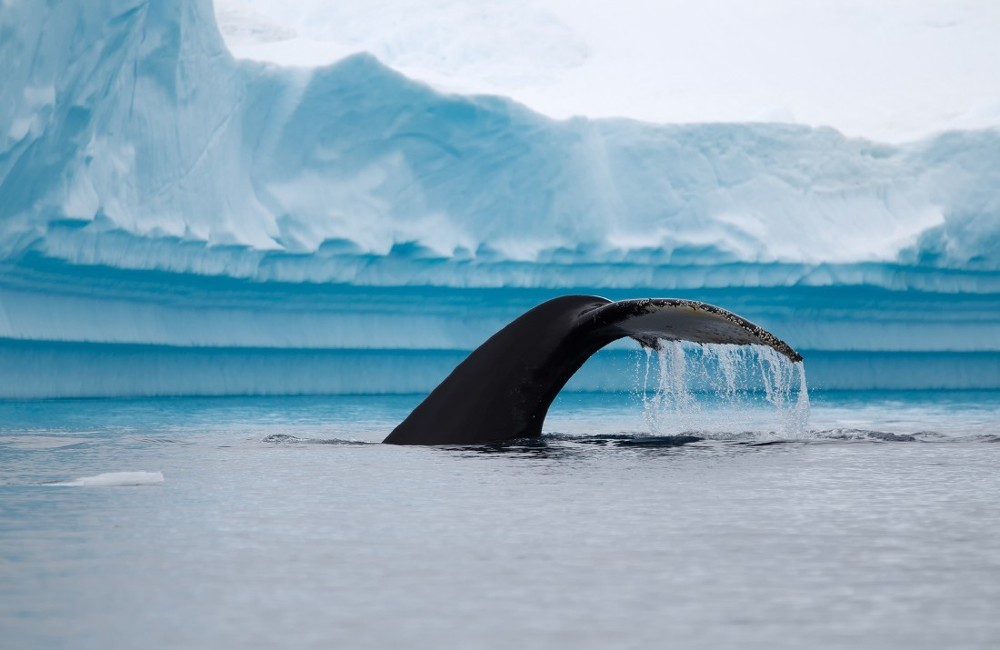  Antarctic Explorer Tour 