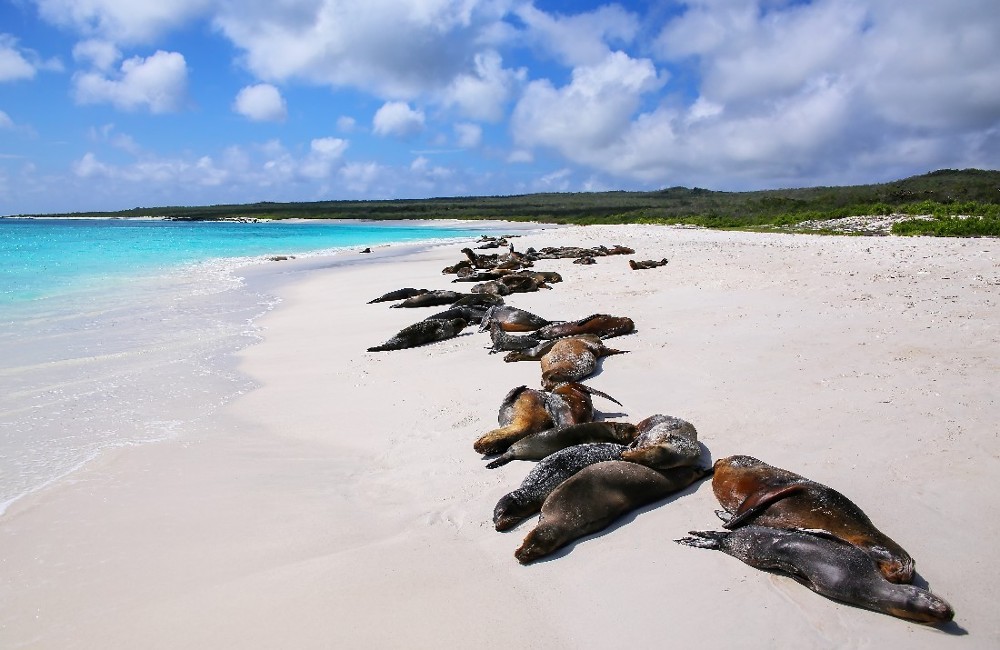  Best of Galapagos 