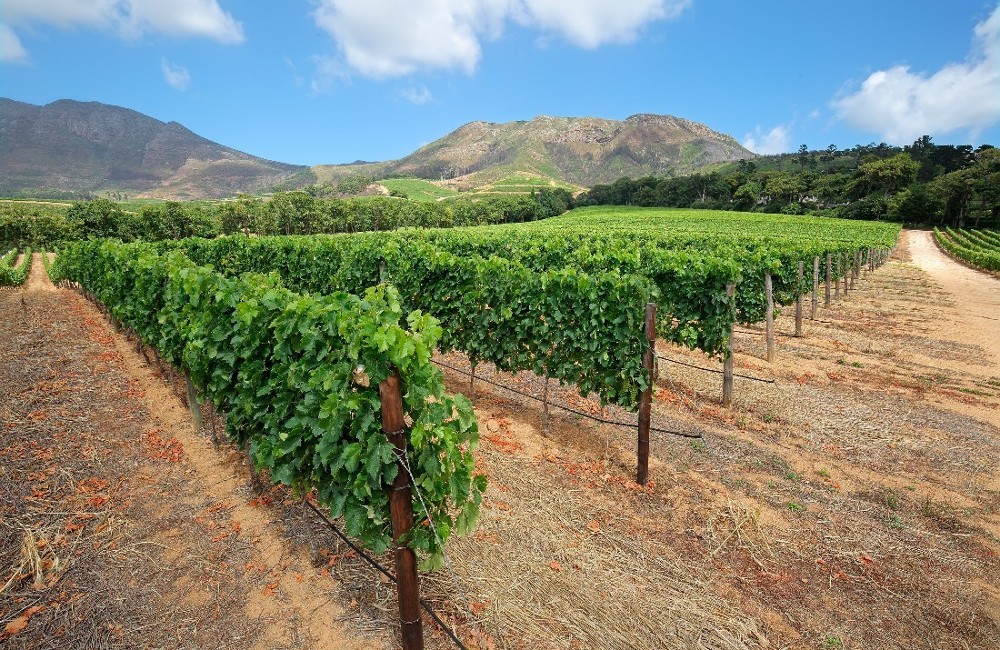  Cape Town, Stellenbosch, Hermanus & Safari 