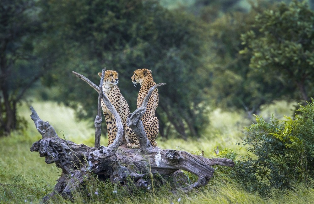  Cape Town, Stellenbosch, Hermanus & Safari 