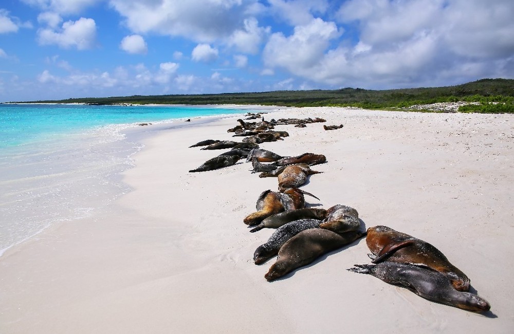 Galapagos Islands Cruise onboard Silver Origin