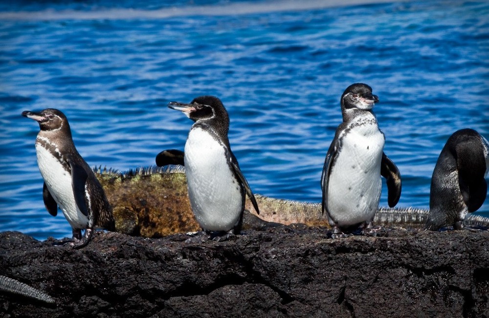  Galapagos Islands Cruise onboard Silver Origin 
