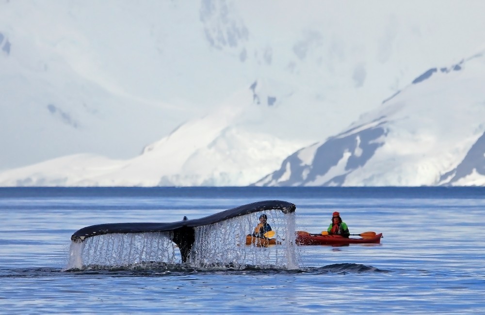 Antarctica Cruise onboard Silver Endeavour