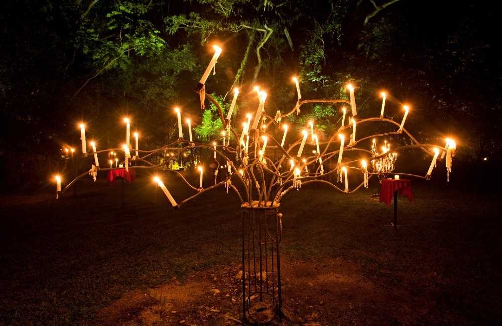  Flames of the Forest Dining Experience 