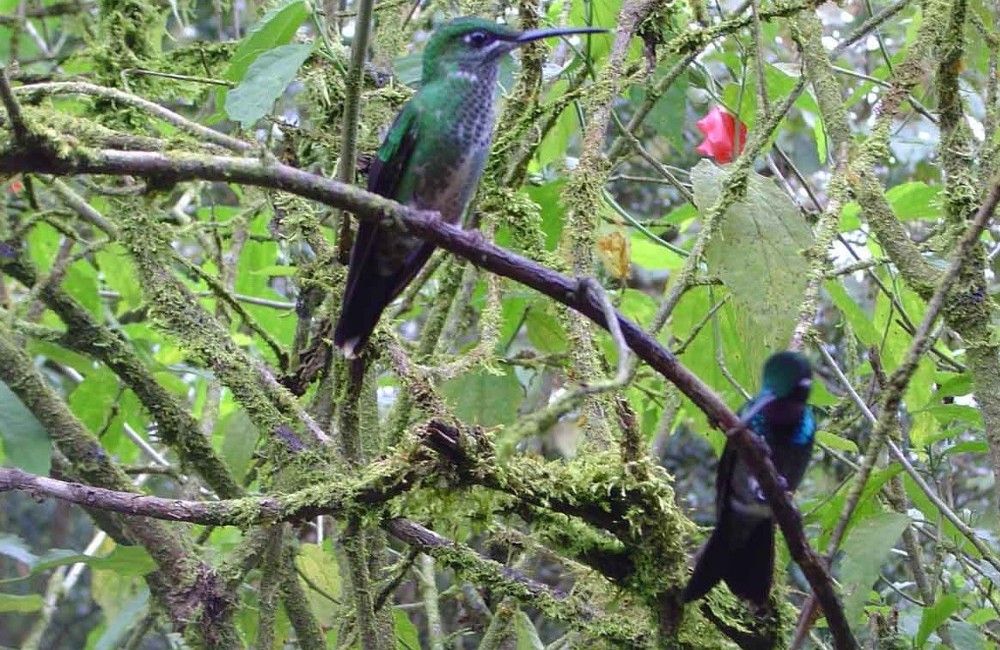  Colombia Birdwatching Tour 
