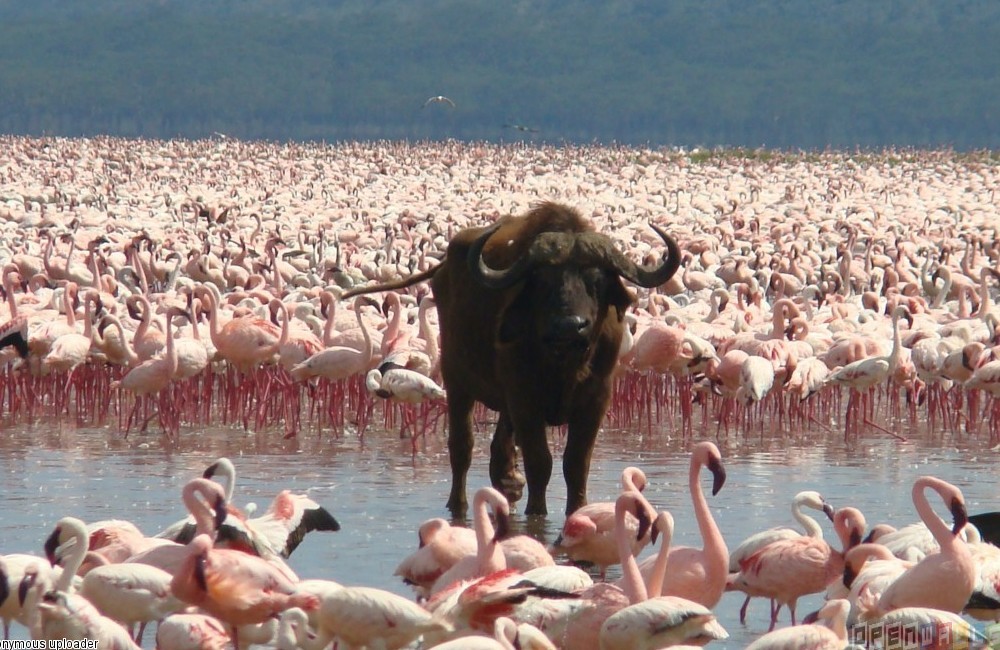  Kenya Classic Safari 