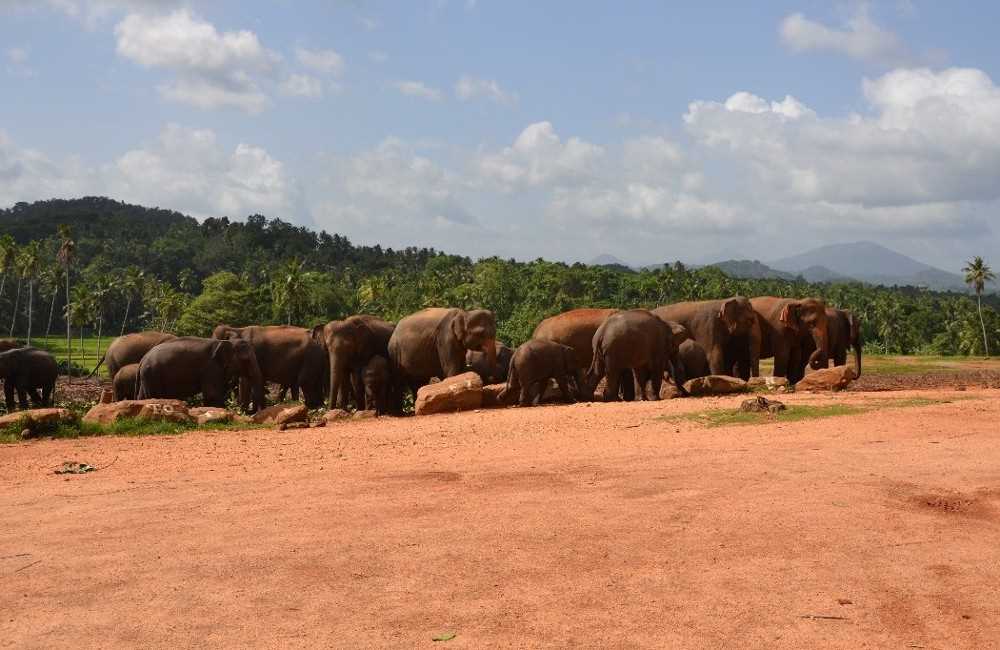  Sri Lanka - The Resplendent Isle 
