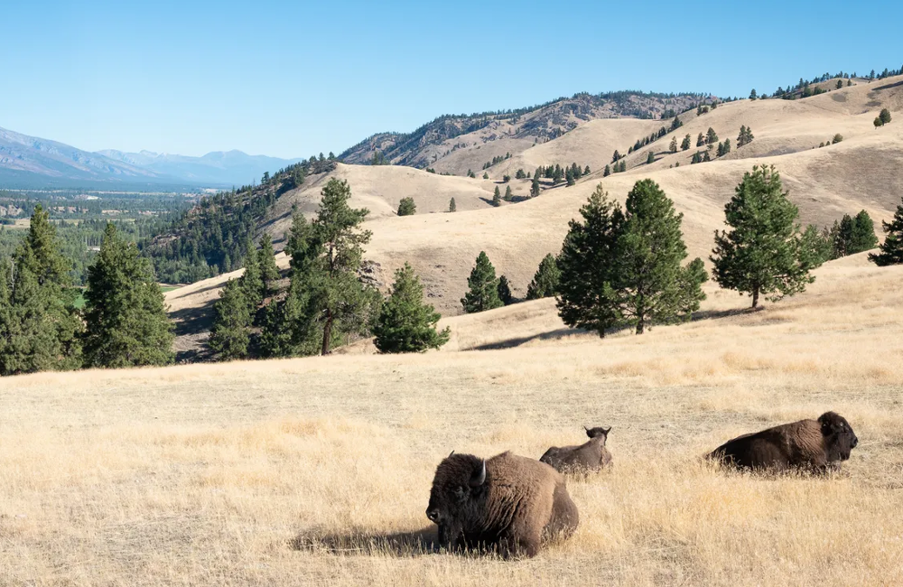  Montana, USA- 5* Triple Creek Ranch 
