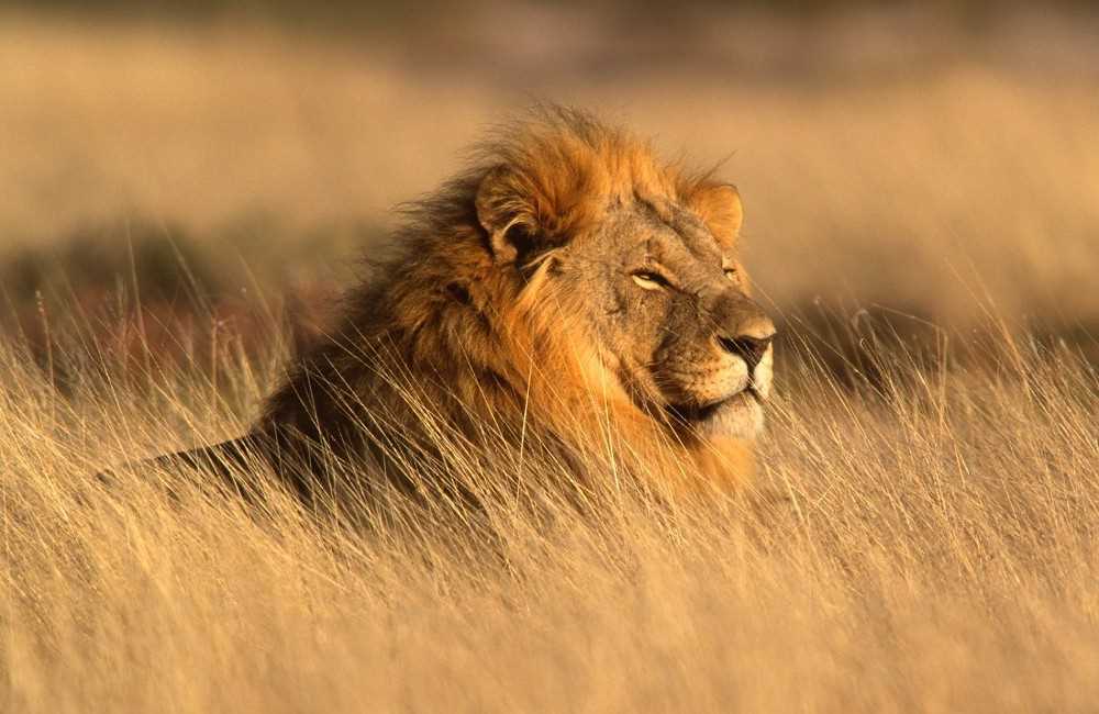 South Africa: Cape, Safari & Falls South Africa: Cape, Safari & Falls