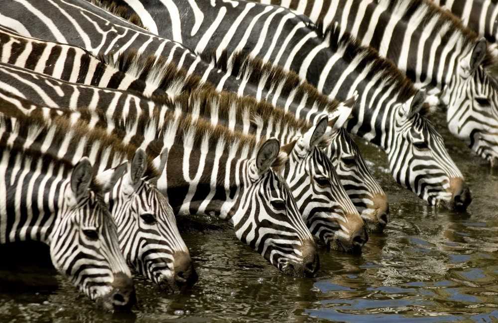  Kenya Camping Safari 