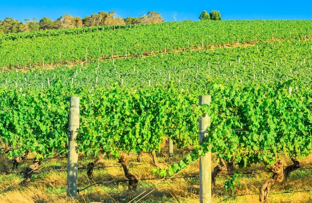 Cycle South Australia's Wine Regions