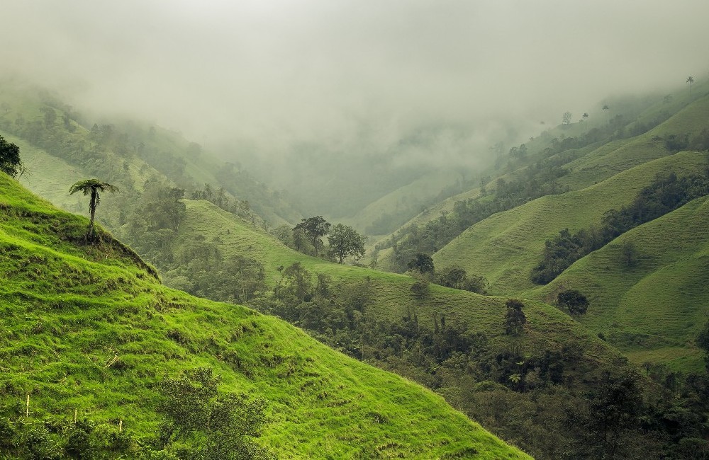  Colombia Birdwatching Tour 