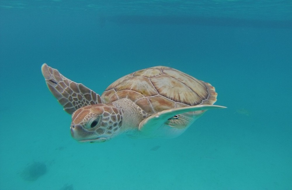  Southern Caribbean Cruise on Vision Of The Seas 