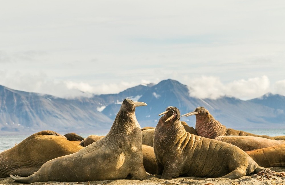 Svalbard & Greenland Sea Cruise onboard Silver Endeavour