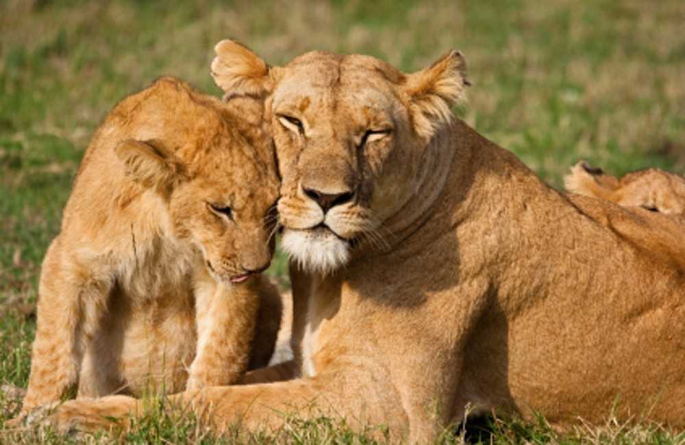  Kenya Camping Safari 