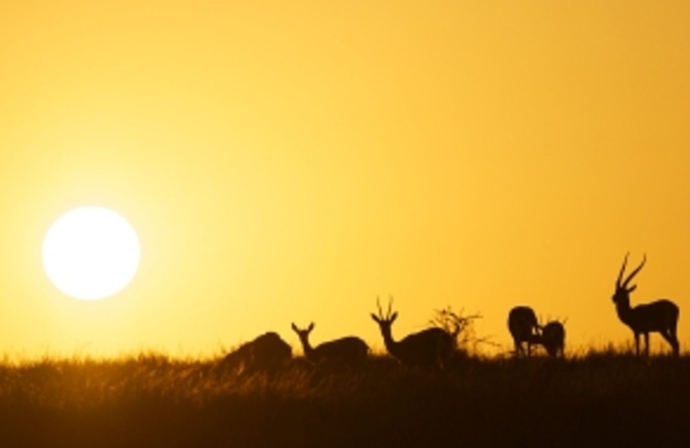  South Africa: Family Safari Package 