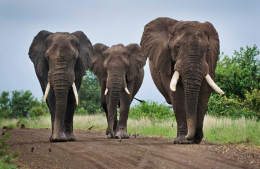  South Africa: Family Safari Package 
