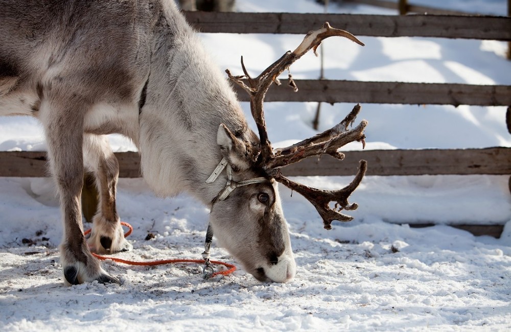 3 Night Lapland Magical Interlude- Christmas 2025
