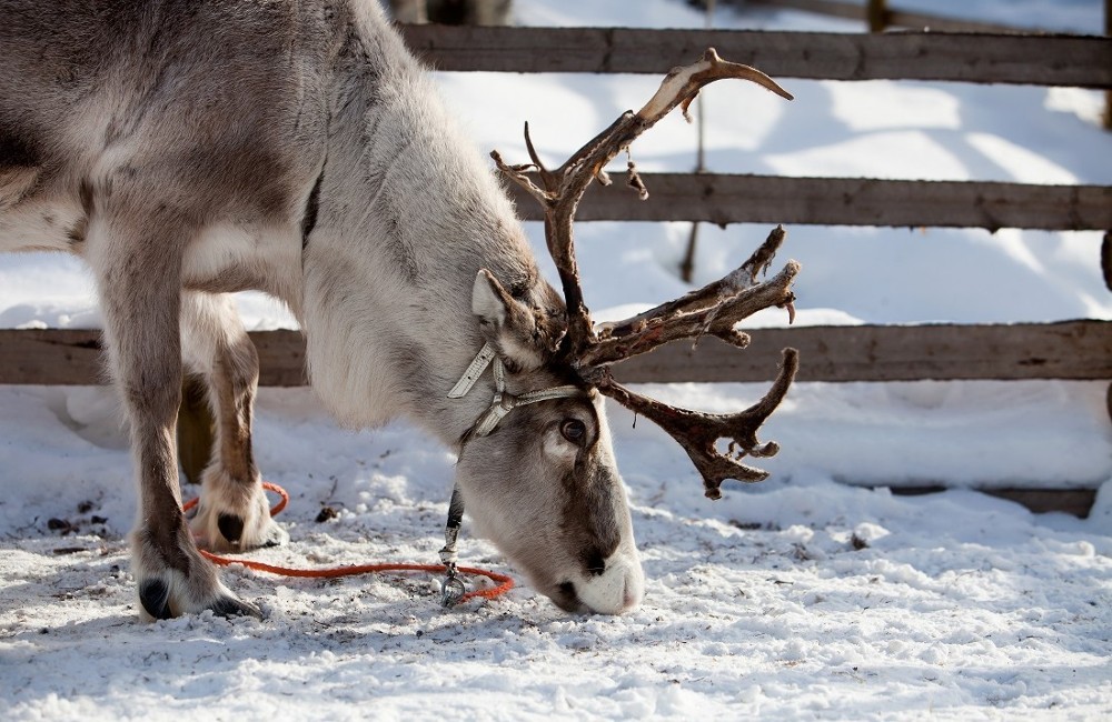 lapland day trip norwich