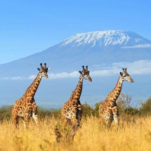 Wildlife Holidays