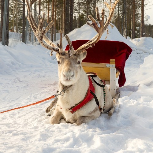 Lapland '26