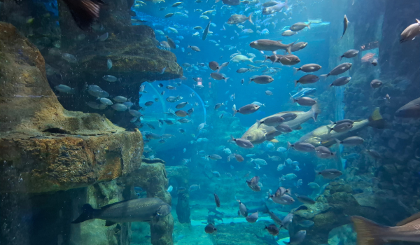 Clare's Basque Country Blog