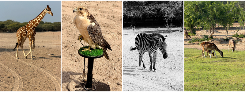 Ken Dubai Christmas Cruise Blog