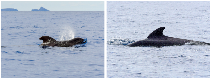 Ken Madeira Blog Images